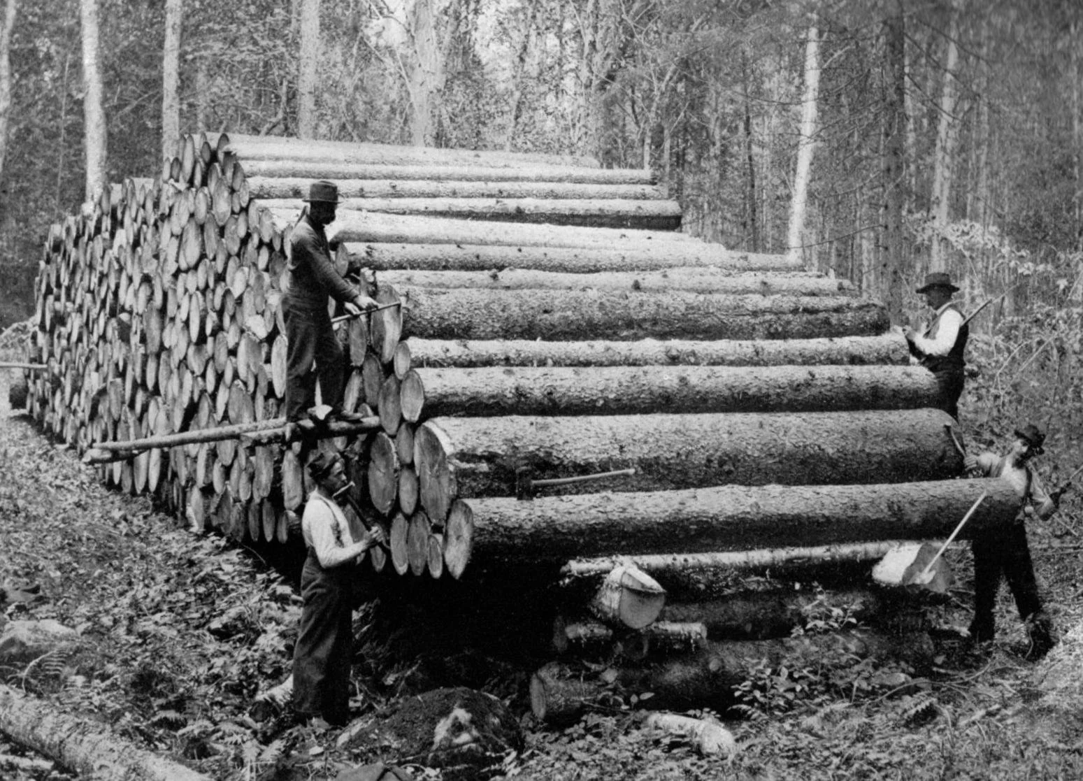 log-measurement-1900_01.jpg
