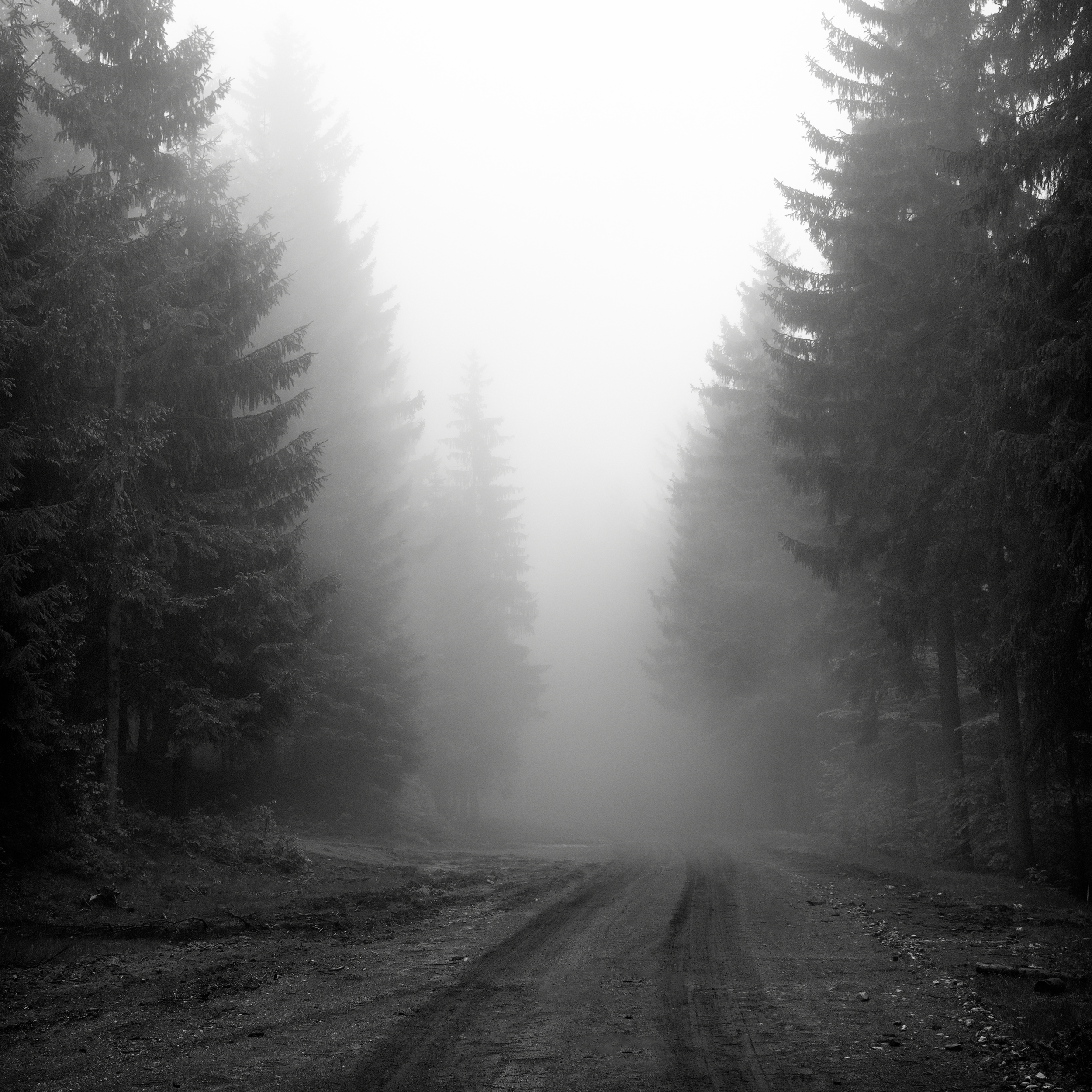 ghost of a forest II | poland 2018