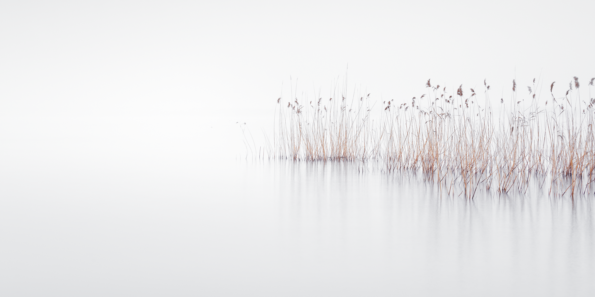 among reeds | italy, 2020