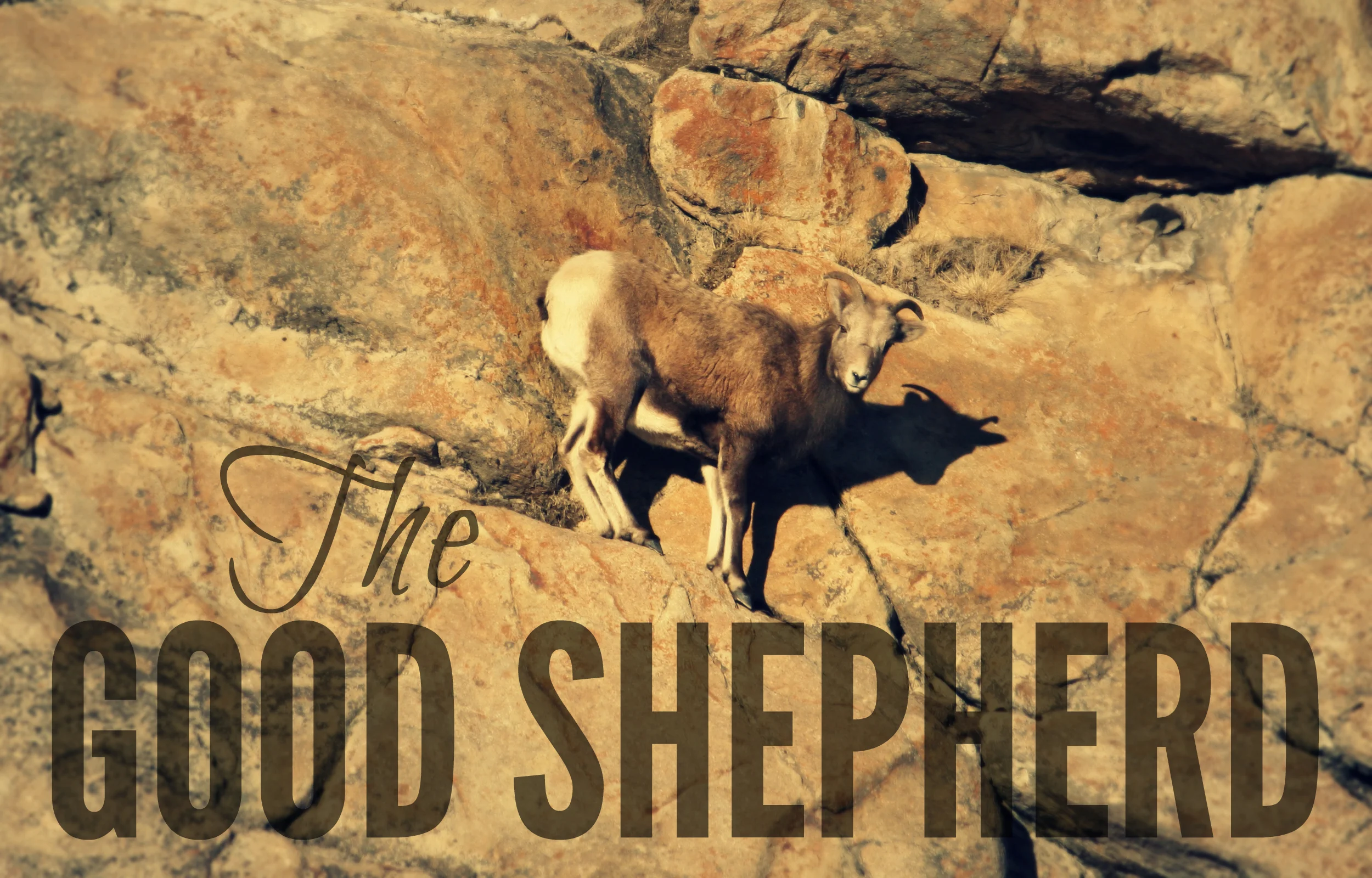 good-shepherd.jpg