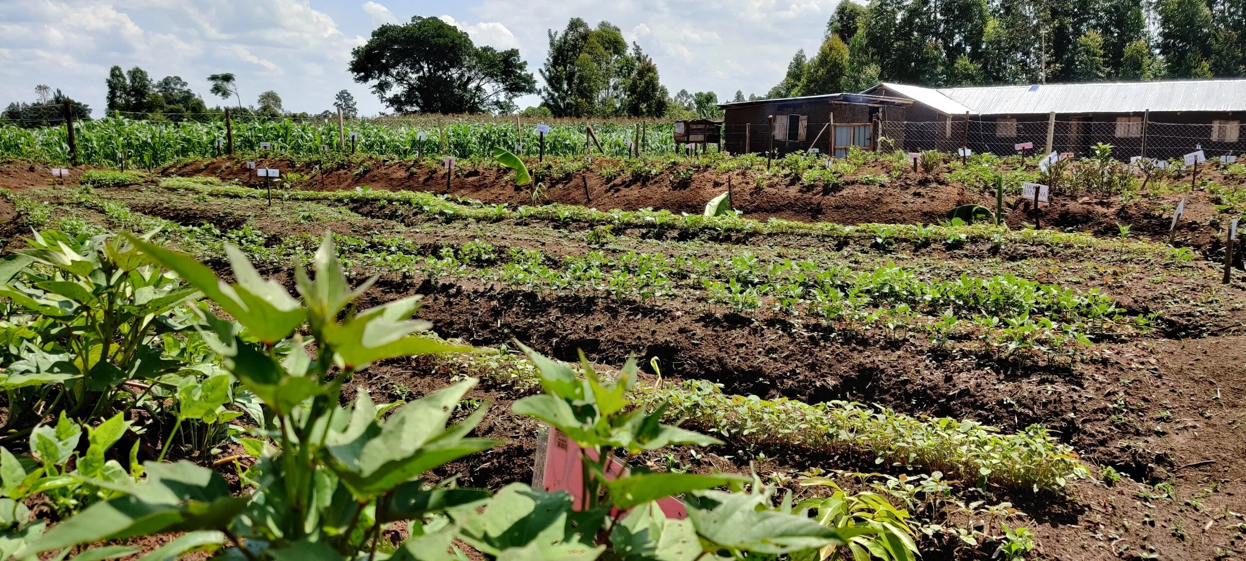 Kijiji Gardens was designed and planted in March 2021 and we were able to purchase this land in January 2021. We are using a permaculture design, this garden should grow to feed many people.