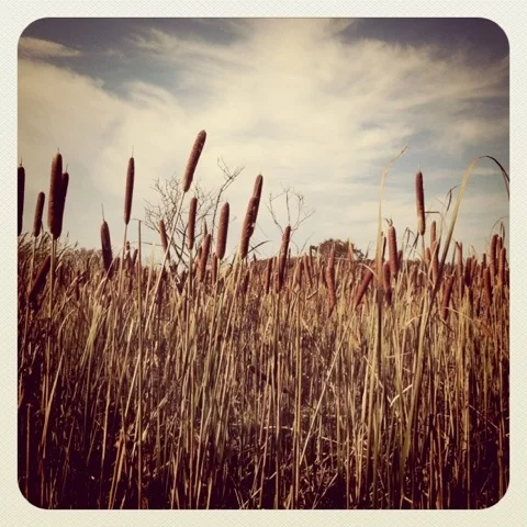 IMG_3536.jpeg