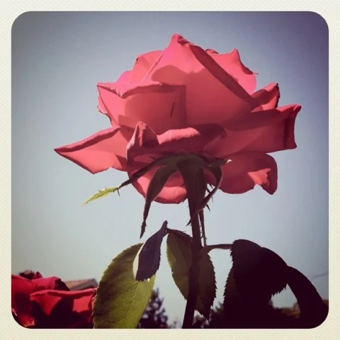 IMG_3604.jpeg