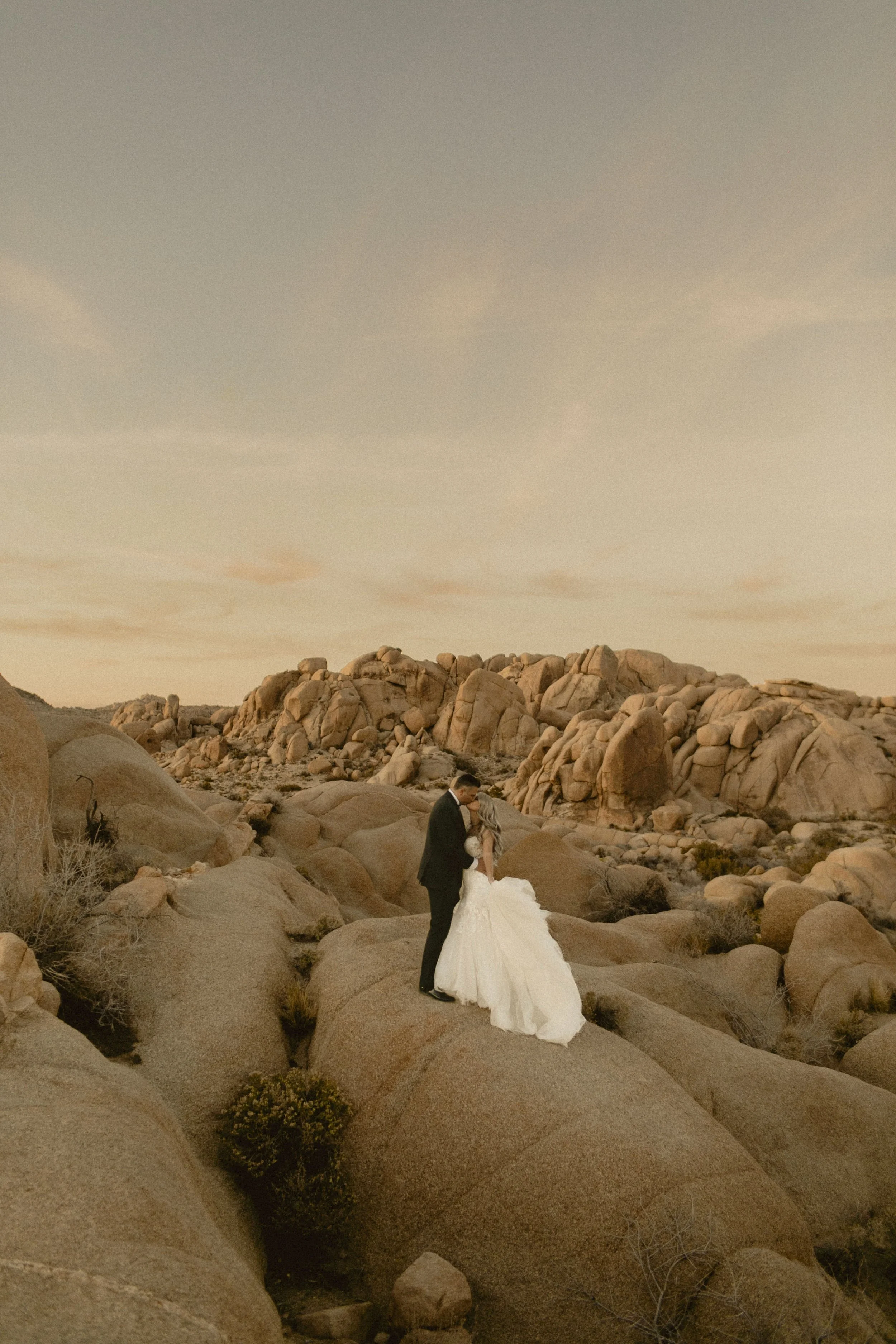 JOSHUA TREE