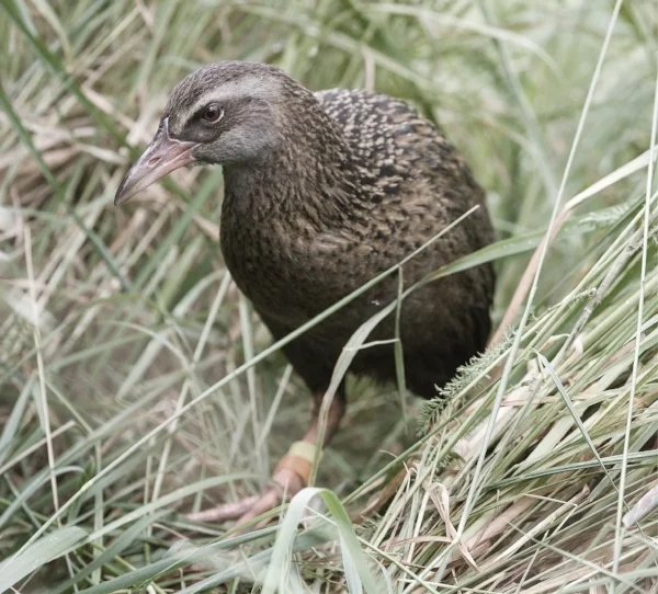 Weka