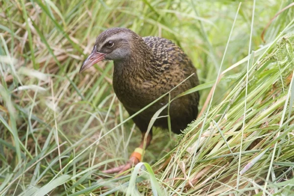 Weka