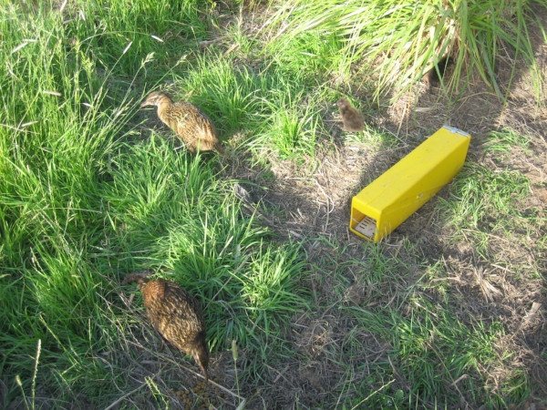 Weka in predator proof reserve