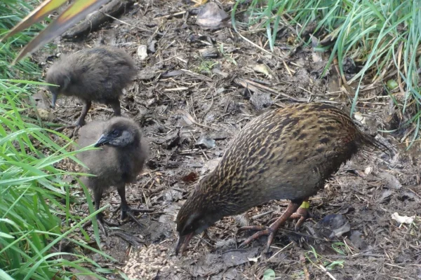 Weka and chicks at Lansdowne Valley