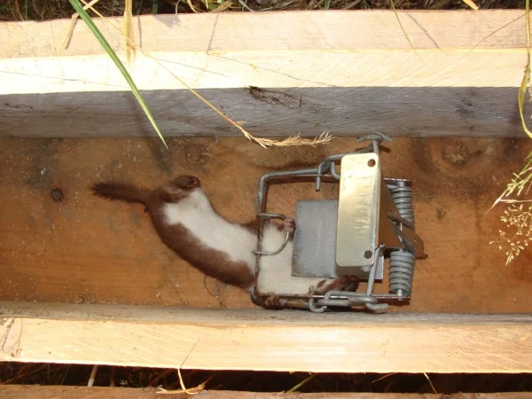 A trap at Lansdowne Valley