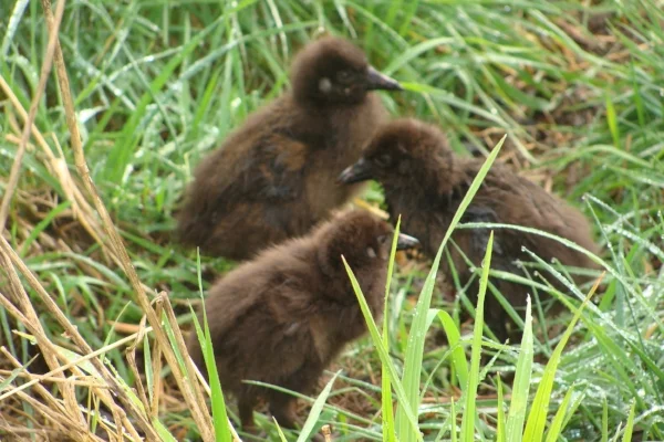 Weka chicks at Lansdowne Valley