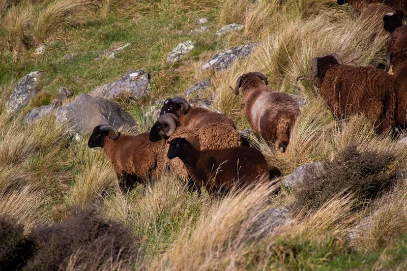 Wyld Lamb website gallery 03 .jpg