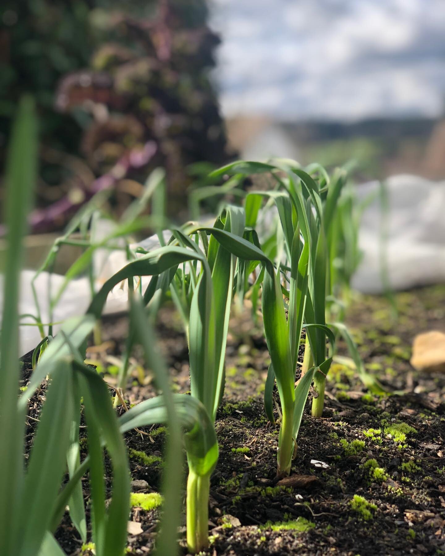 This is my first season growing garlic, and I think so far it&rsquo;s going great!! 🤩🌱🧄👩🏼&zwj;🌾

I literally didn&rsquo;t have to do anything but plant some garlic cloves a few months ago.

I have so many I might have to go to the farmers marke