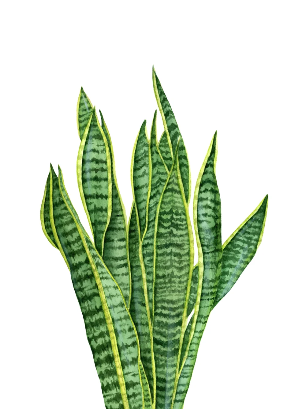Snake Plant Print
