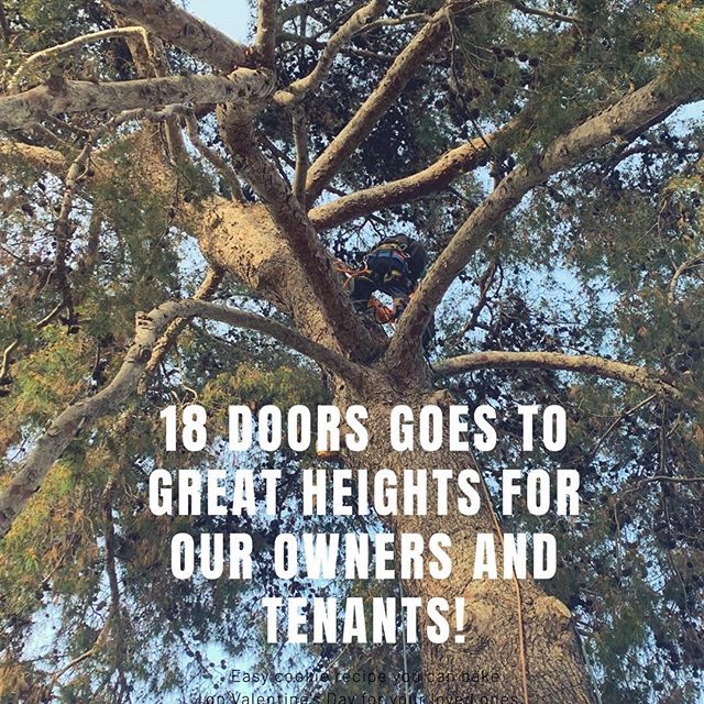 Tree trimming in progress!  We partner with vendors across San Diego to get things done for our 18 Doors Family!