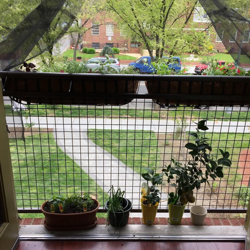 How to Plant an Urban Garden