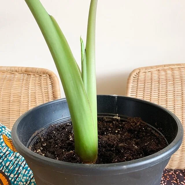Really just out here trying to be like my #plants. 1st picture taken Monday last one is from today.