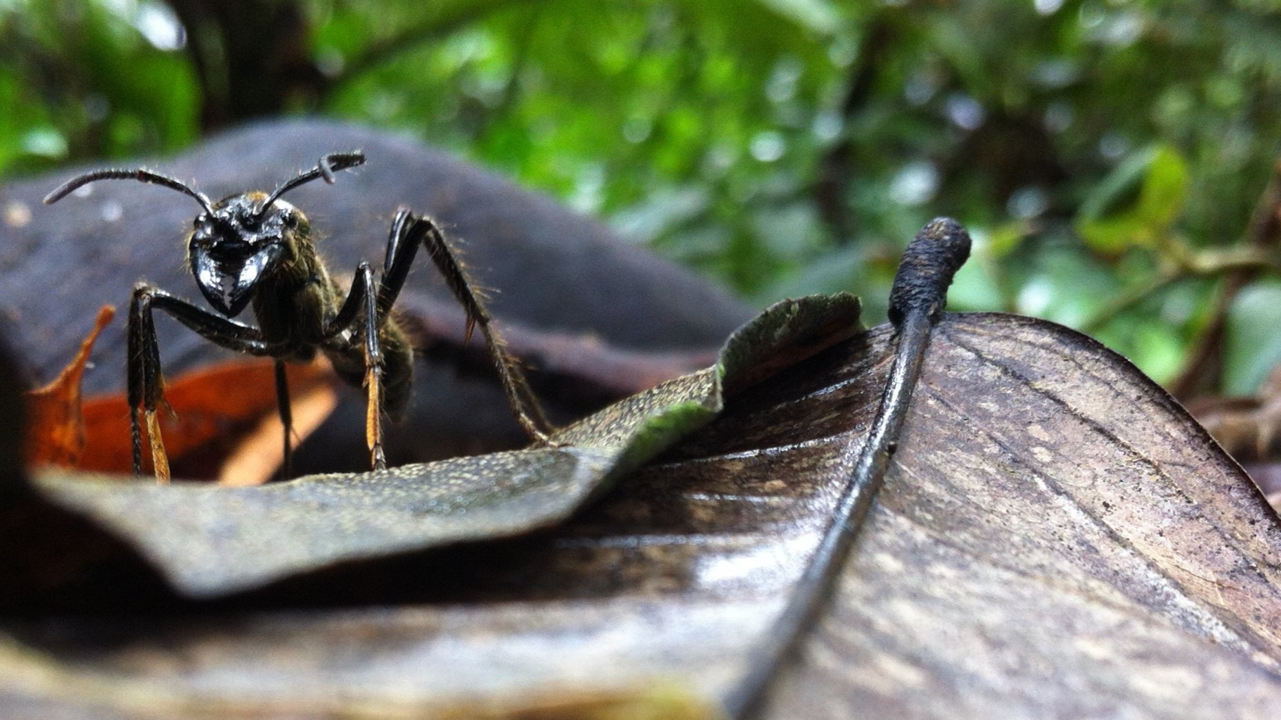 ant.jpg