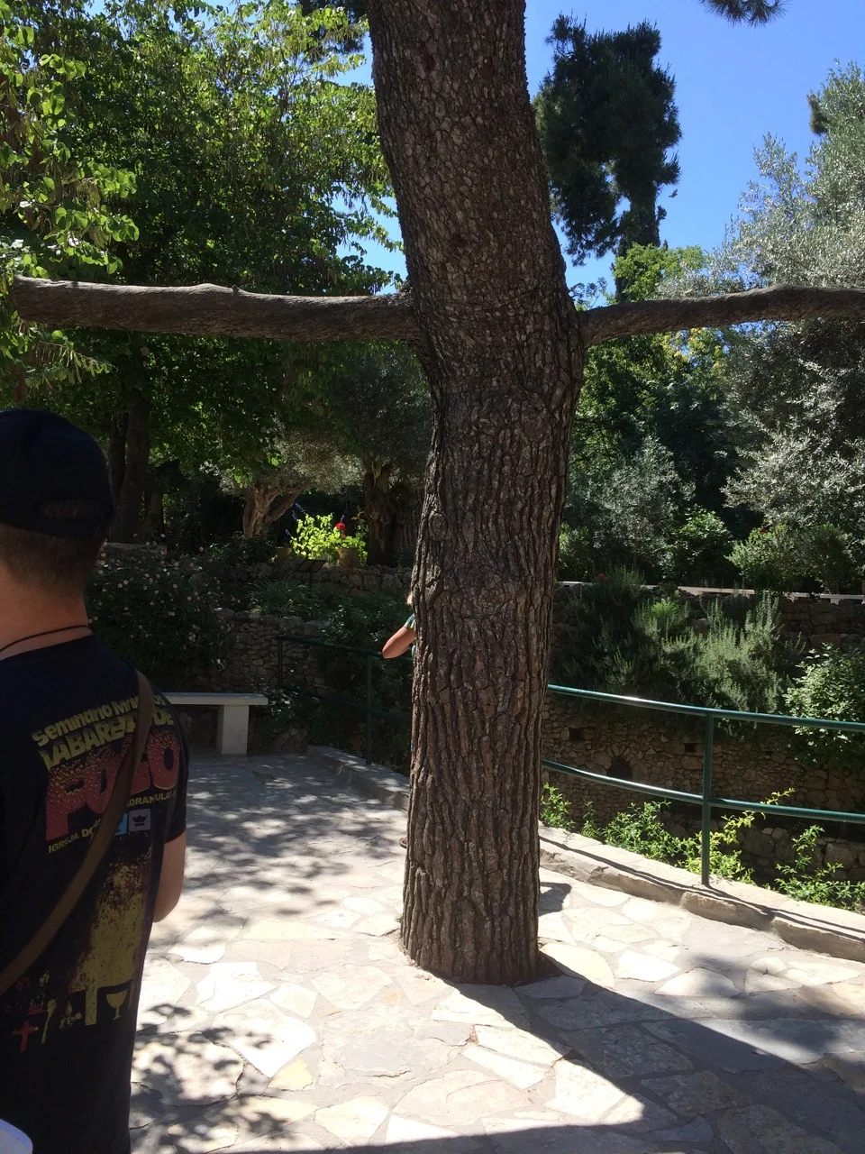 Tree in the shape of a Cross near the Garden Tomb, Jerusalem