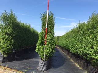 Privet 1.jpg