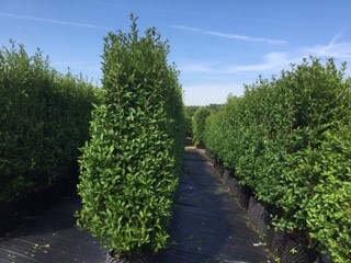 Privet 3.jpg