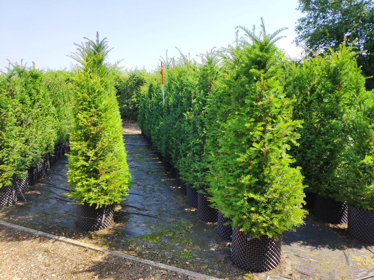 english yew wood for sale