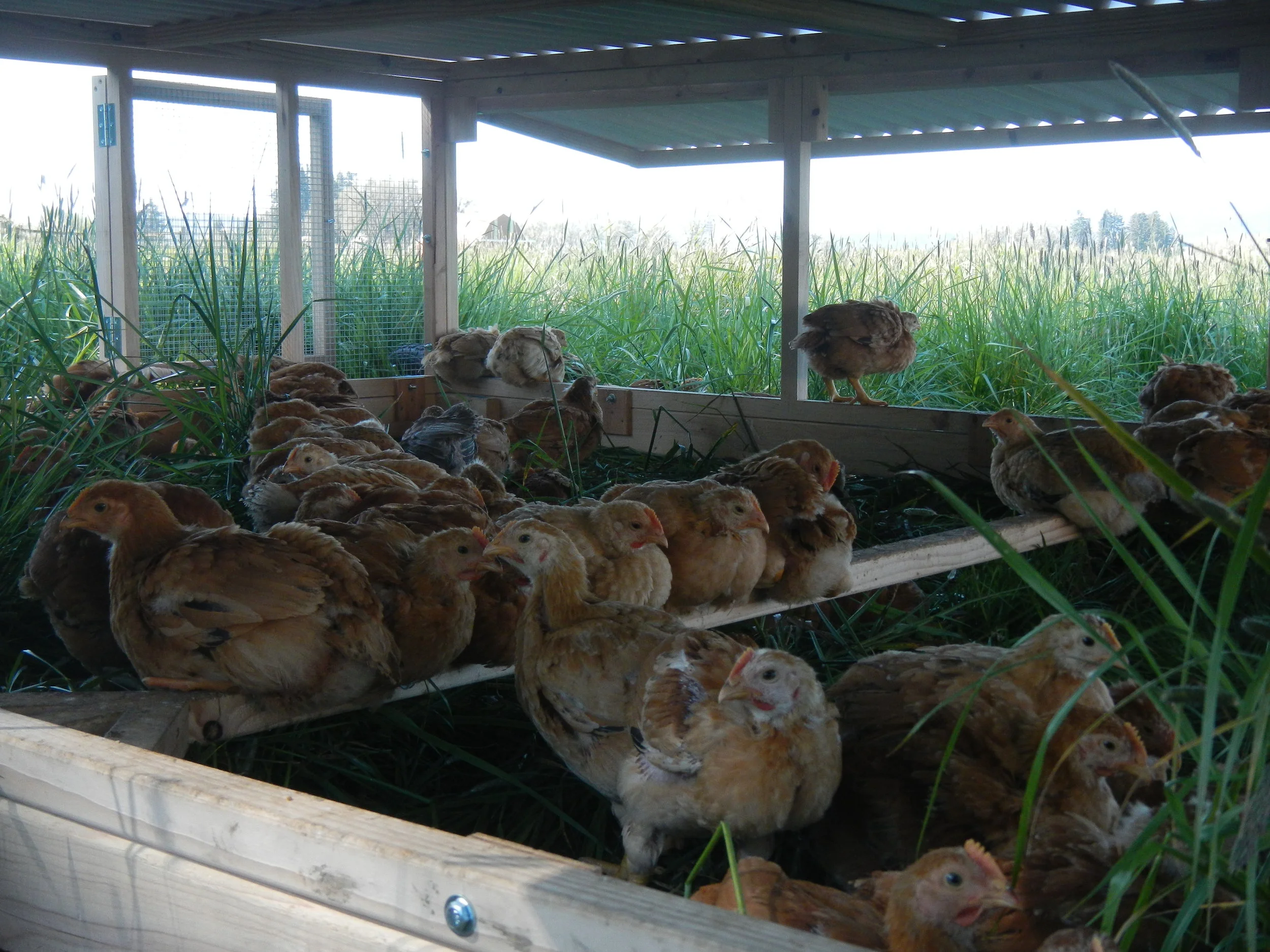 4 week old Freedom Rangers enjoying their pasture breezeway shelter