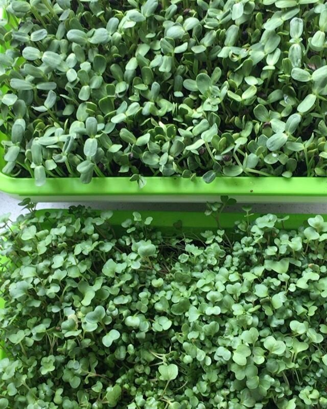 Micro greens &amp; sunflower seed sprouts ready to harvest. They have been growing like grass! Sprouts are at the peak of their nutritional value. Full of prana, full of energy. Delicious in salads!🌱☀️💛#karmacocoskitchen #sprouting