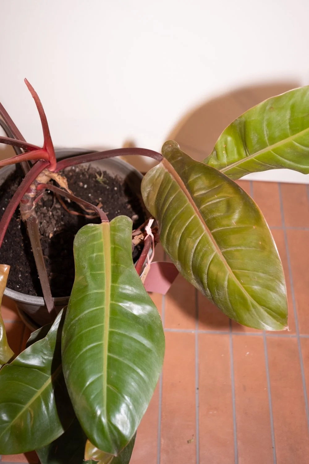 Belle Epoque Hamilton Florist-141.jpg