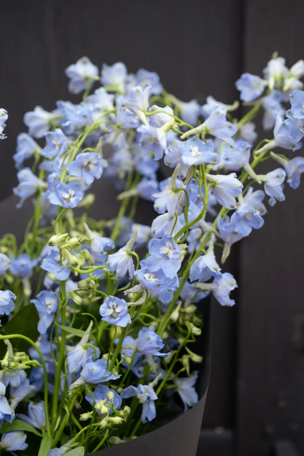 Belle Epoque Hamilton Florist - Mother's Day 2026-16.jpg