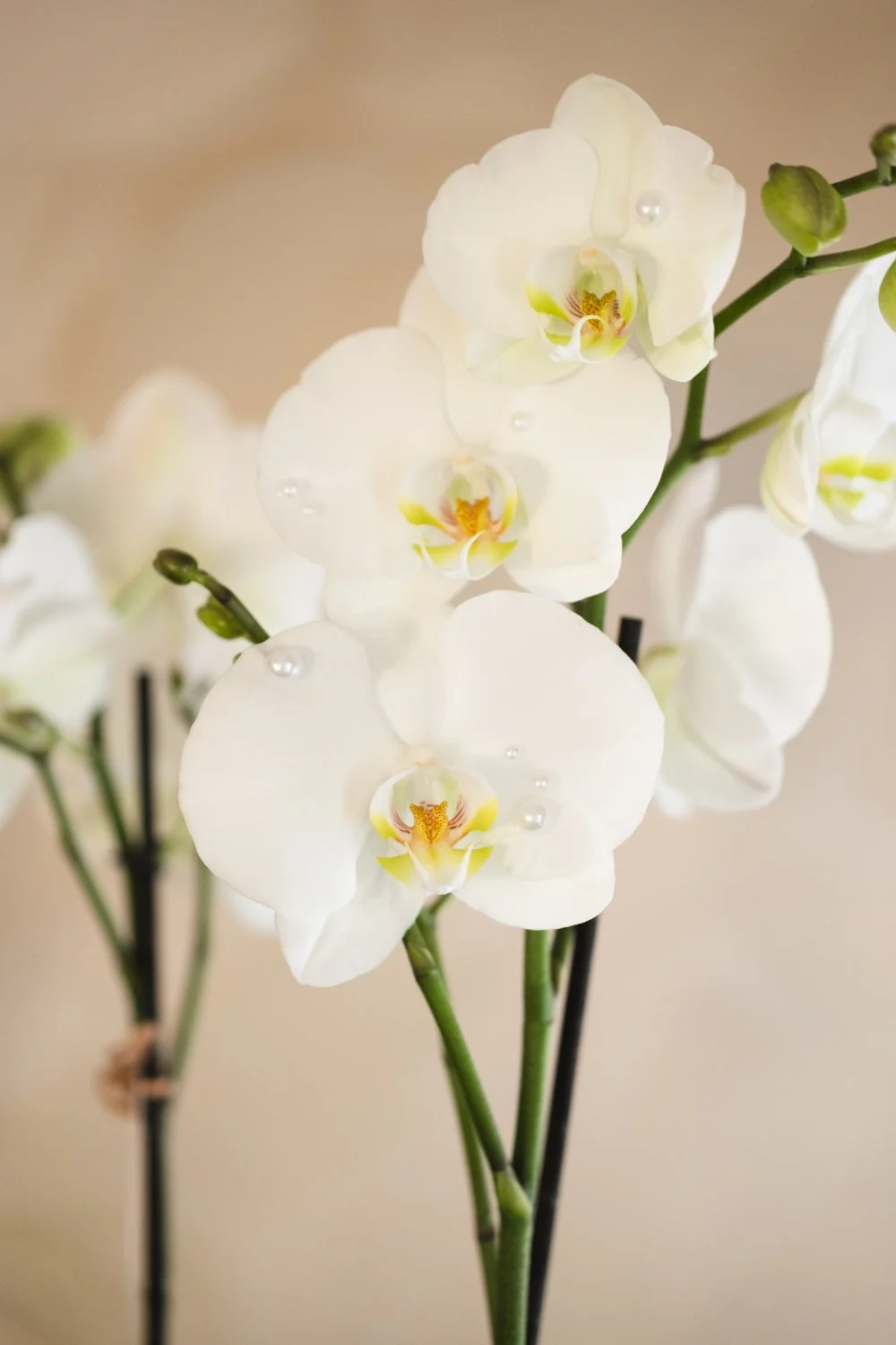 Belle Epoque Hamilton Florist Valentine's Day-097.jpg