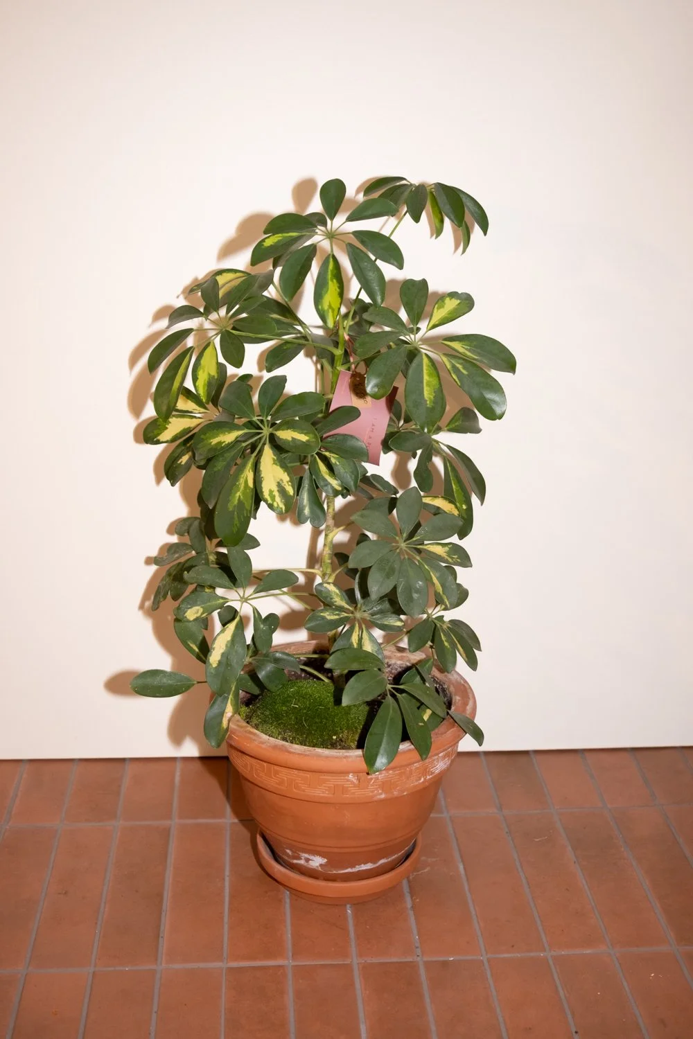 Belle Epoque Hamilton Florist-142.jpg