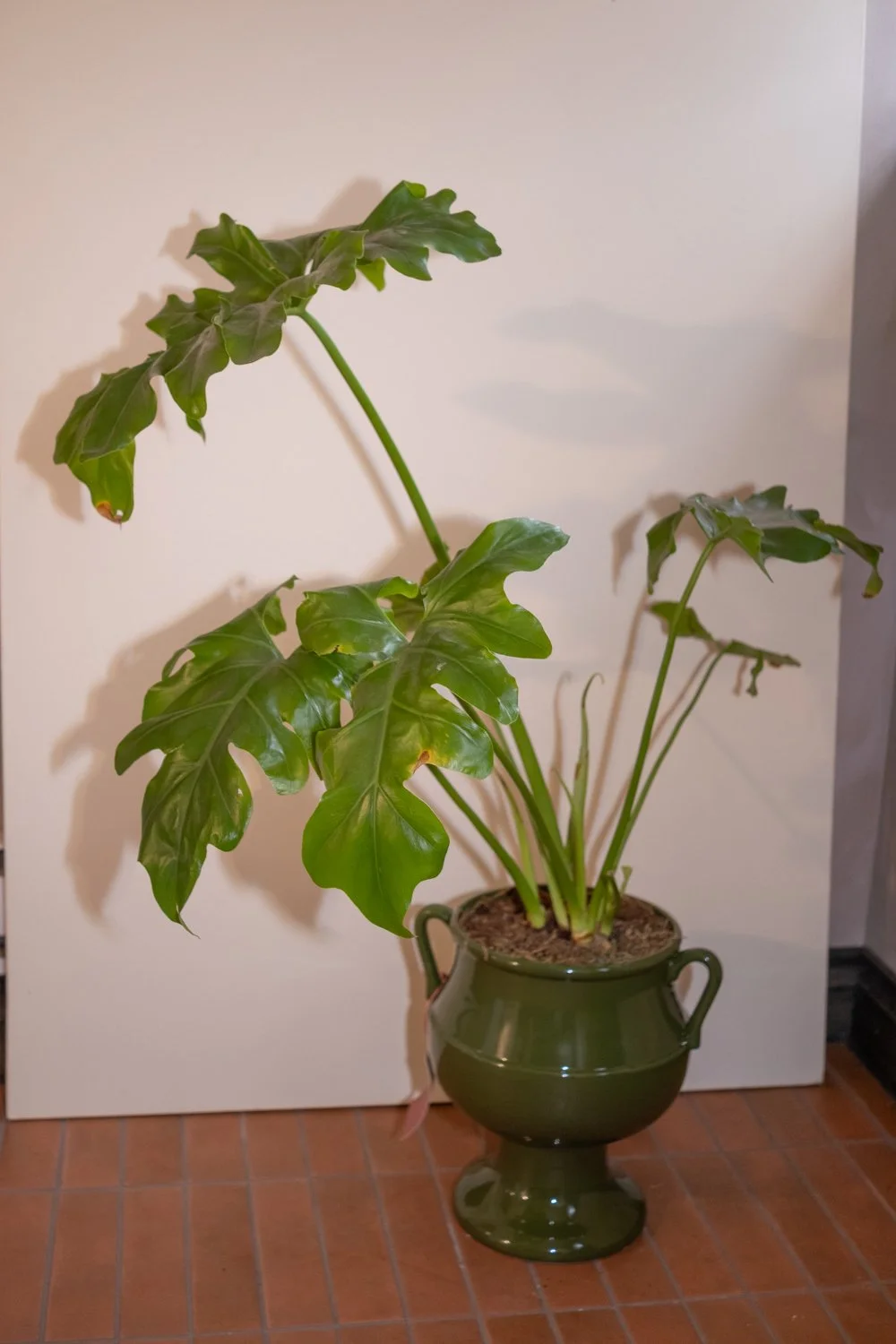 Philodendron "Selloum"