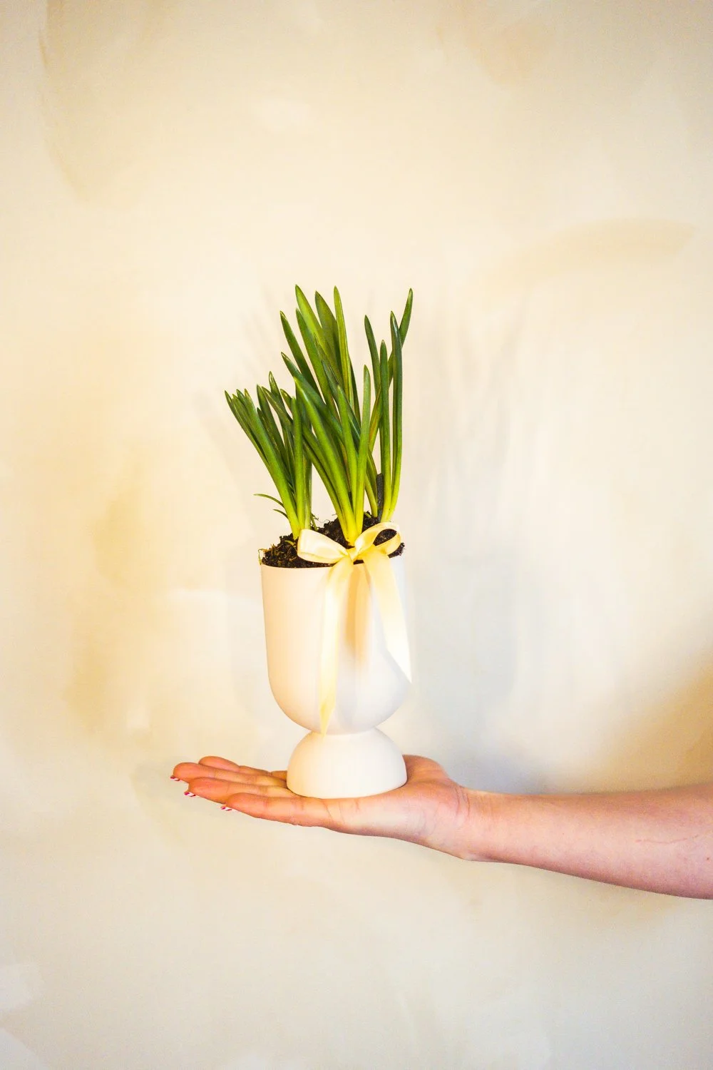 Belle Epoque Hamilton Florist - Spring Flowers 2026-084.jpg