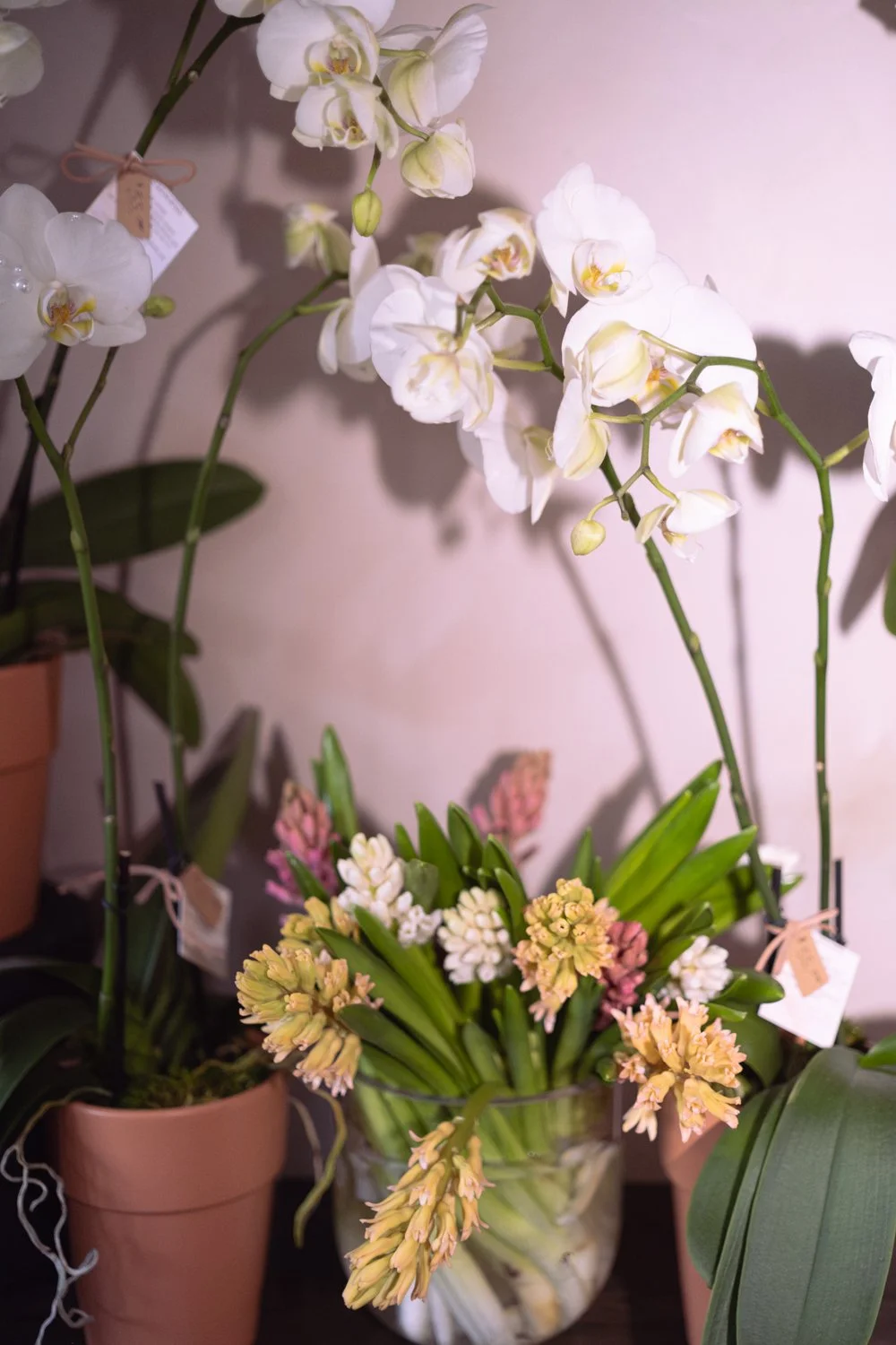 Belle Epoque Hamilton Florist - Spring Flowers 2026-073.jpg