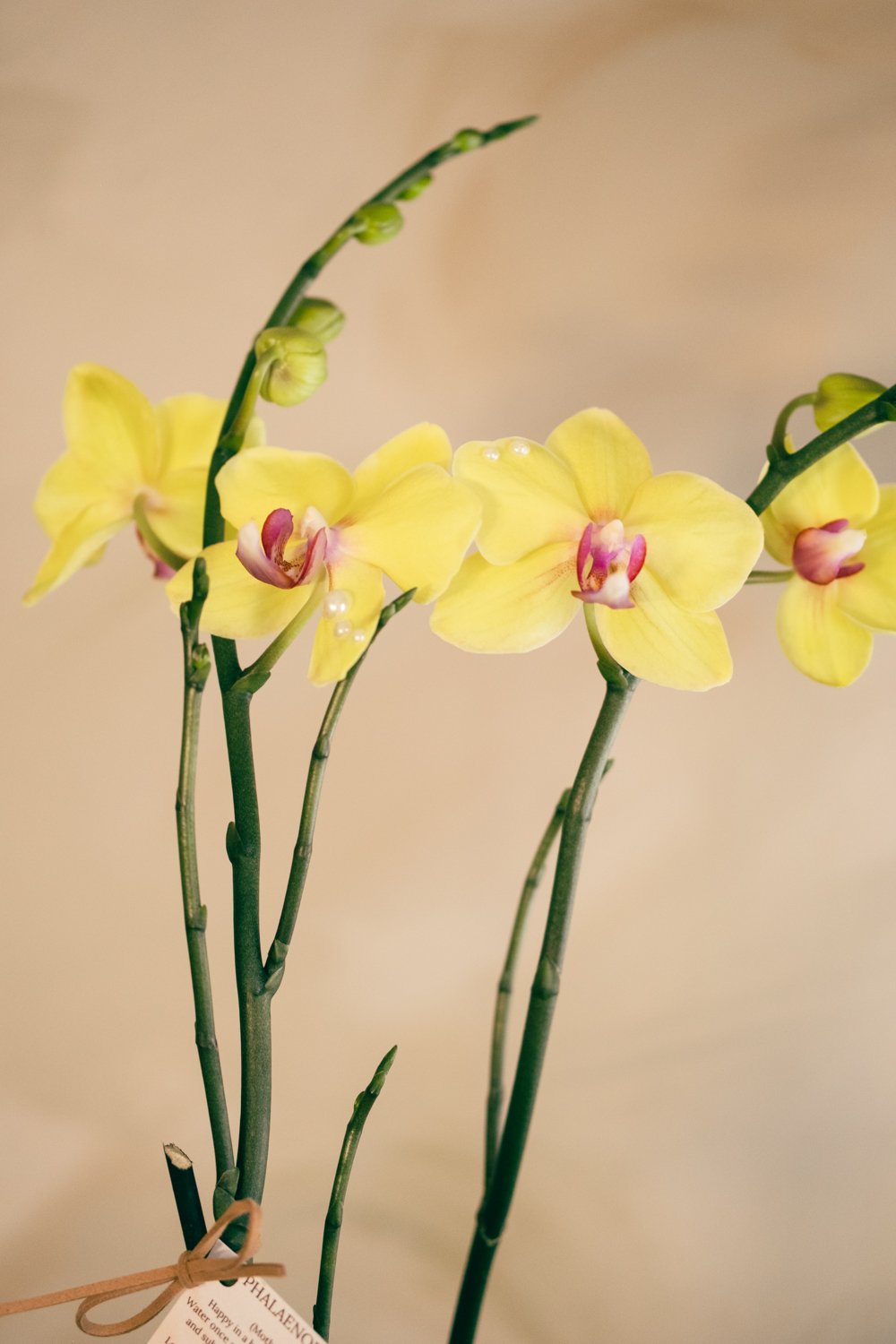 Belle Epoque Hamilton Florist Valentine's Day-086.jpg