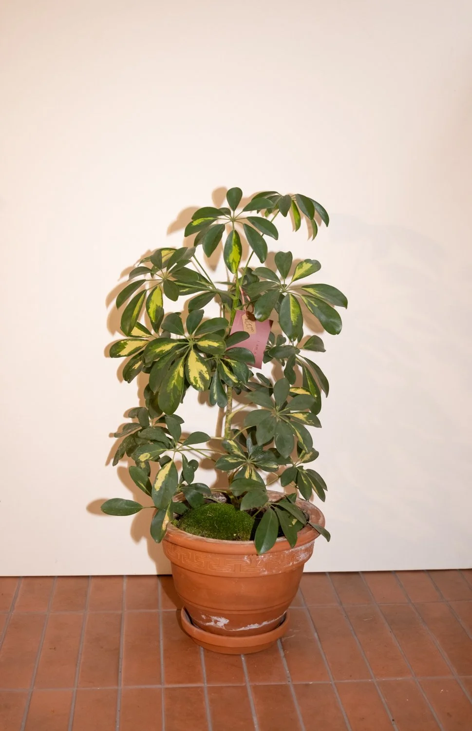 Belle Epoque Hamilton Florist-143.jpg