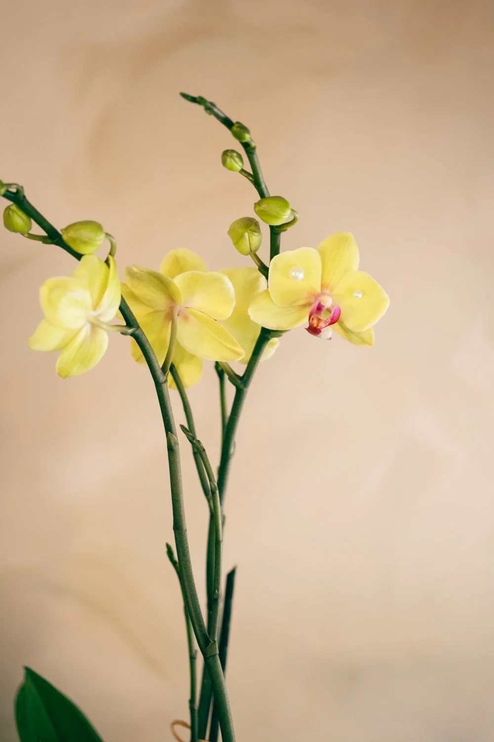 Belle Epoque Hamilton Florist Valentine's Day-089.jpg