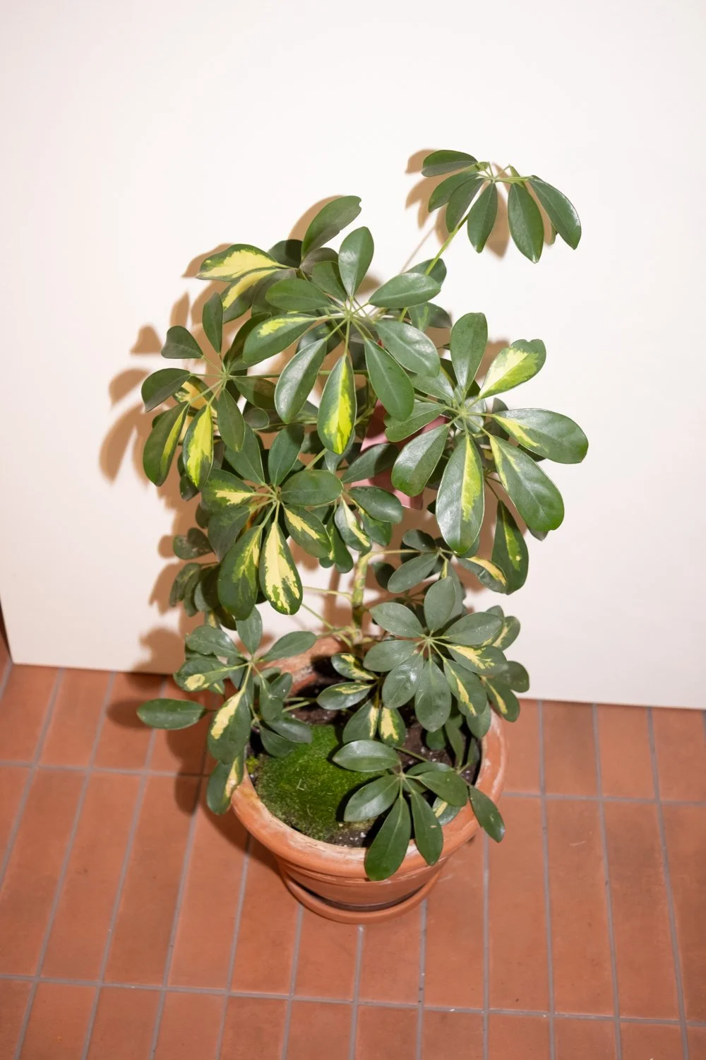 Belle Epoque Hamilton Florist-144.jpg