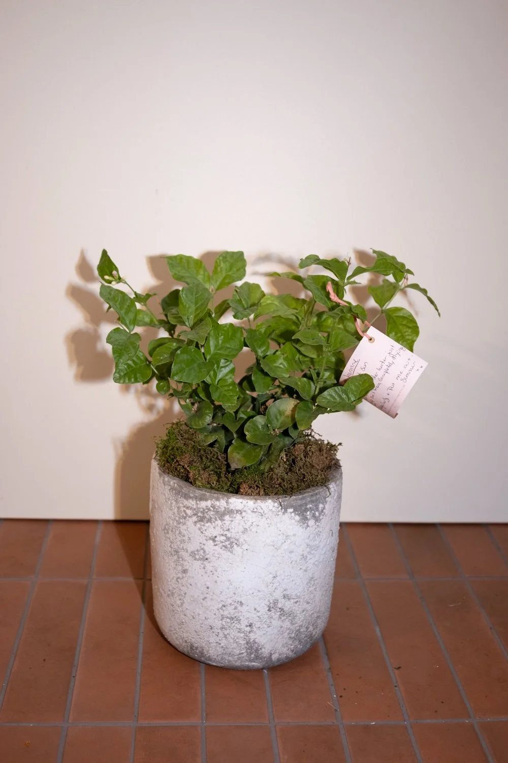 Belle Epoque Hamilton Florist-134.jpg