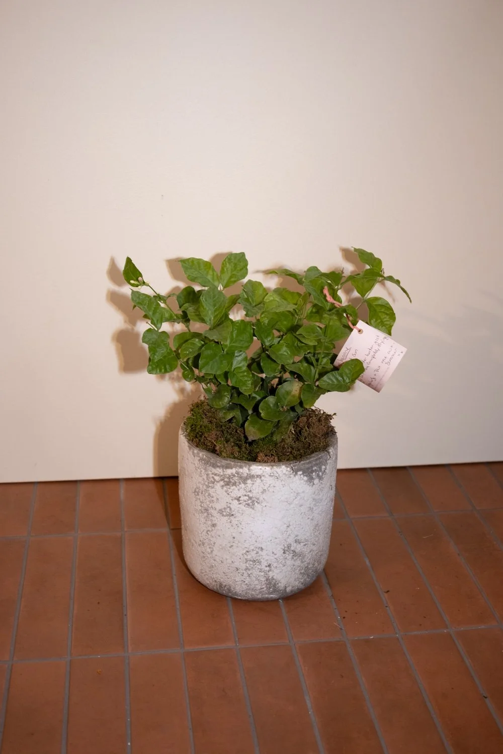 Belle Epoque Hamilton Florist-135.jpg