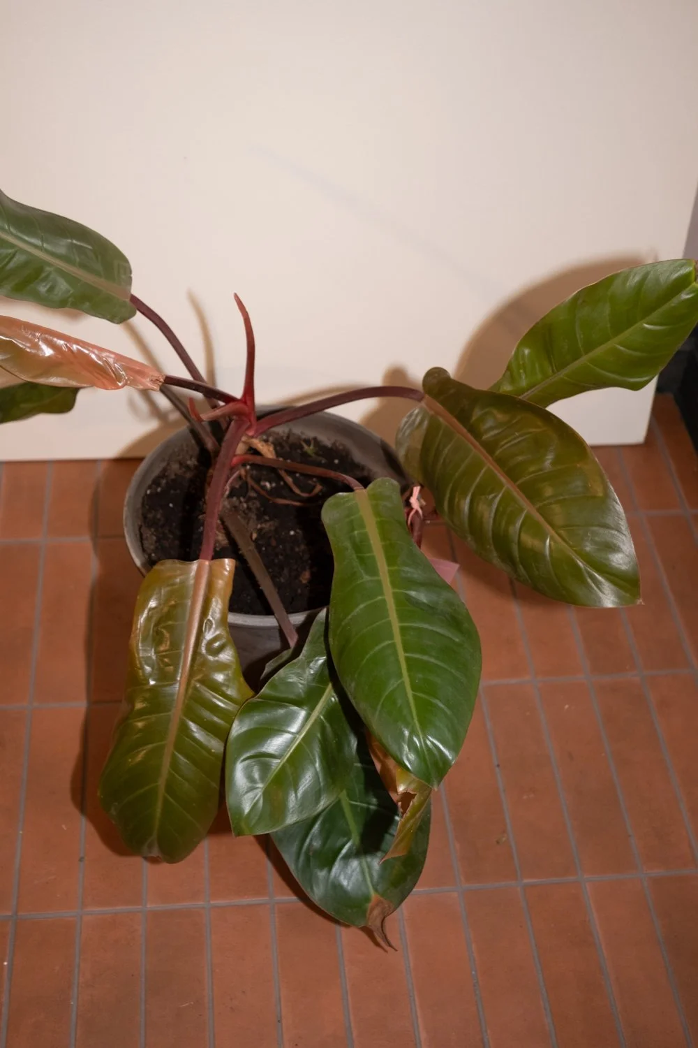 Belle Epoque Hamilton Florist-140.jpg