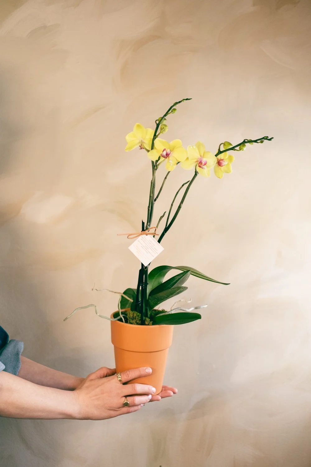 Belle Epoque Hamilton Florist Valentine's Day-087.jpg