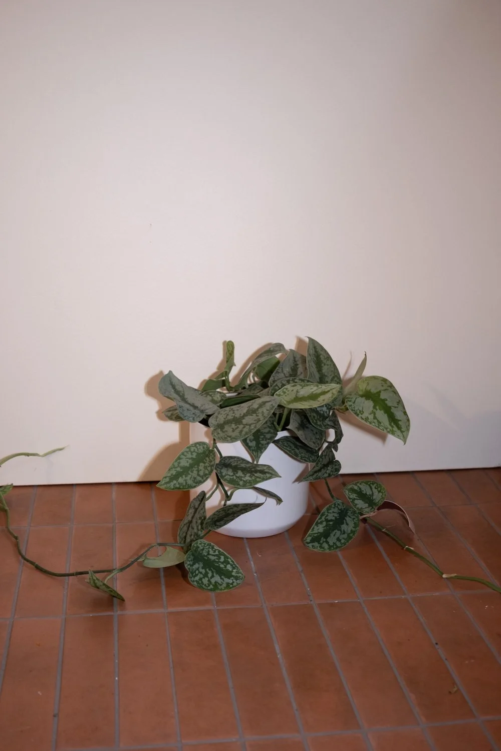 Belle Epoque Hamilton Florist-136.jpg