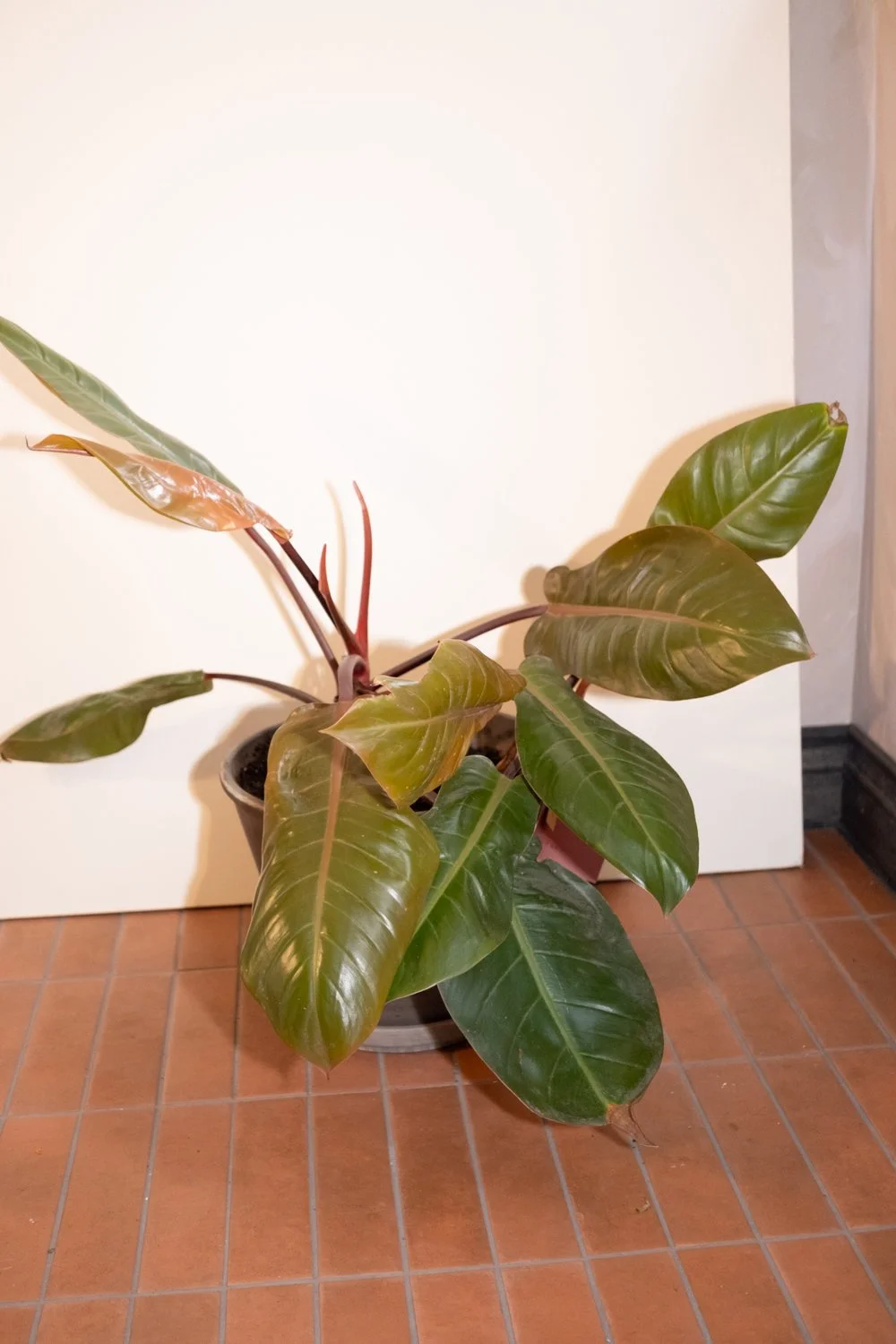 Belle Epoque Hamilton Florist-139.jpg