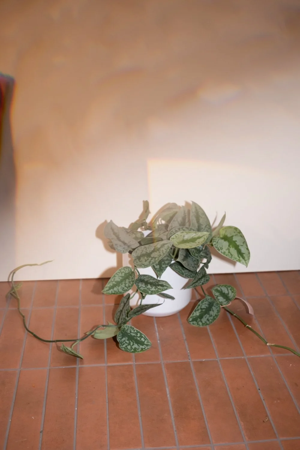 Belle Epoque Hamilton Florist-137.jpg