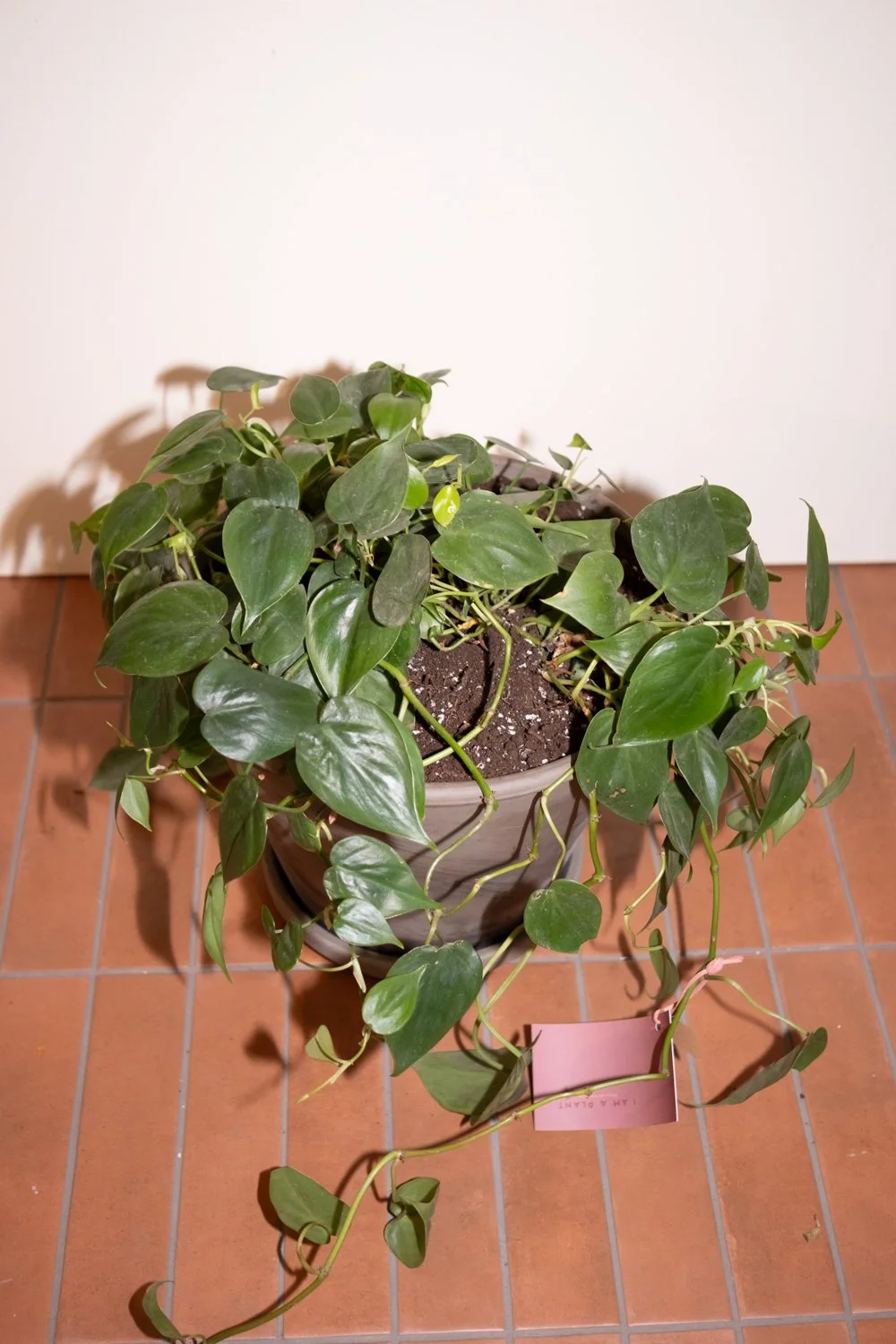 Belle Epoque Hamilton Florist-147.jpg