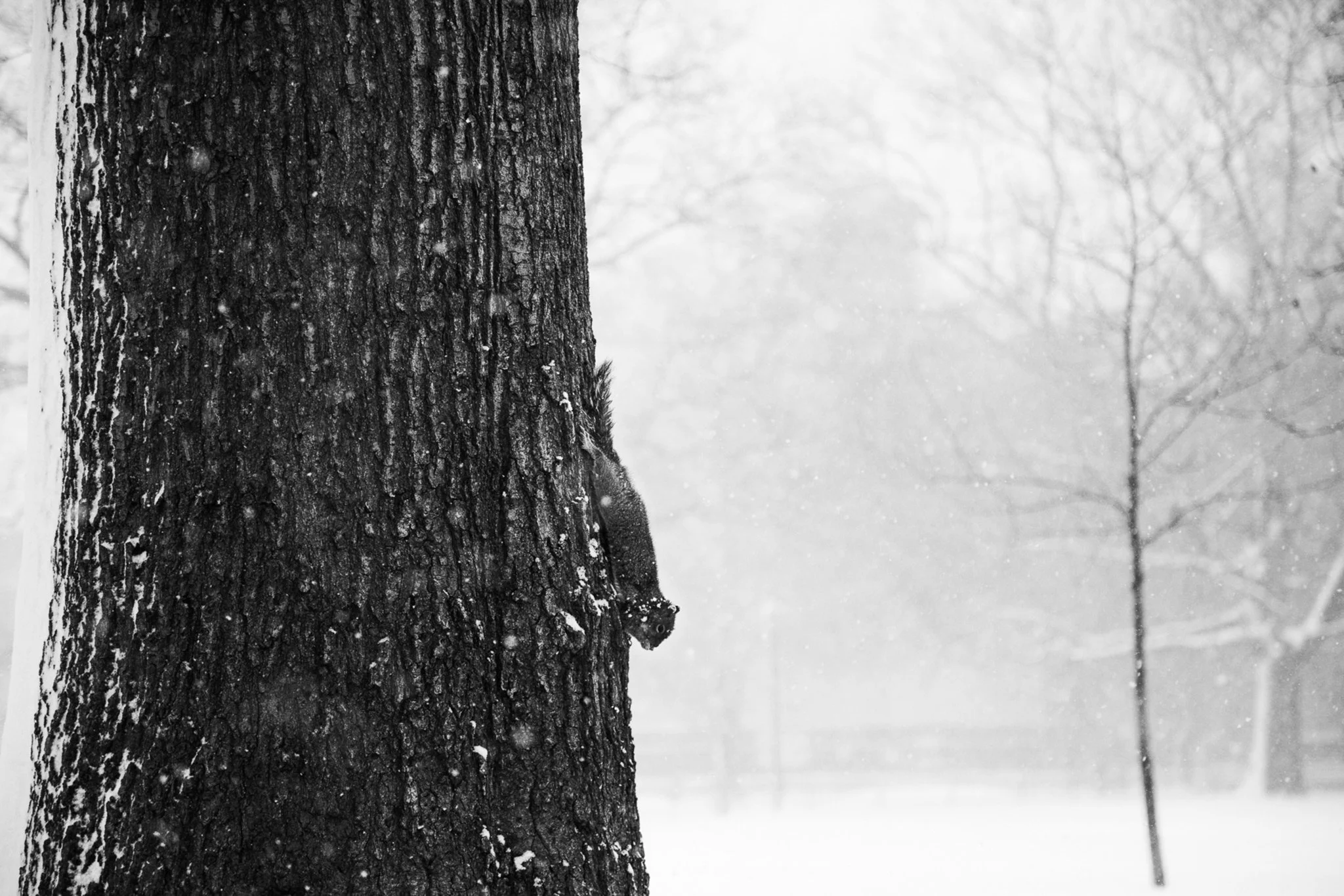 Squirrel