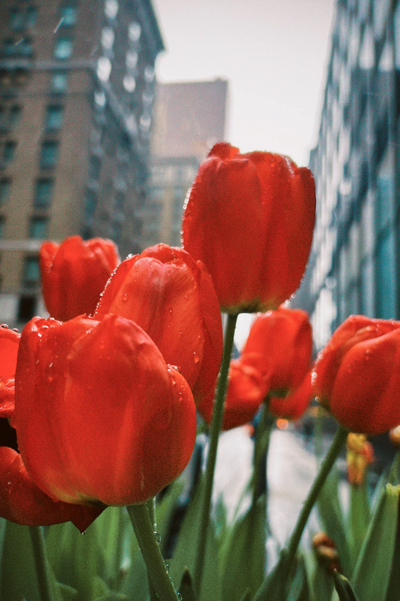 New_York_-55.jpg