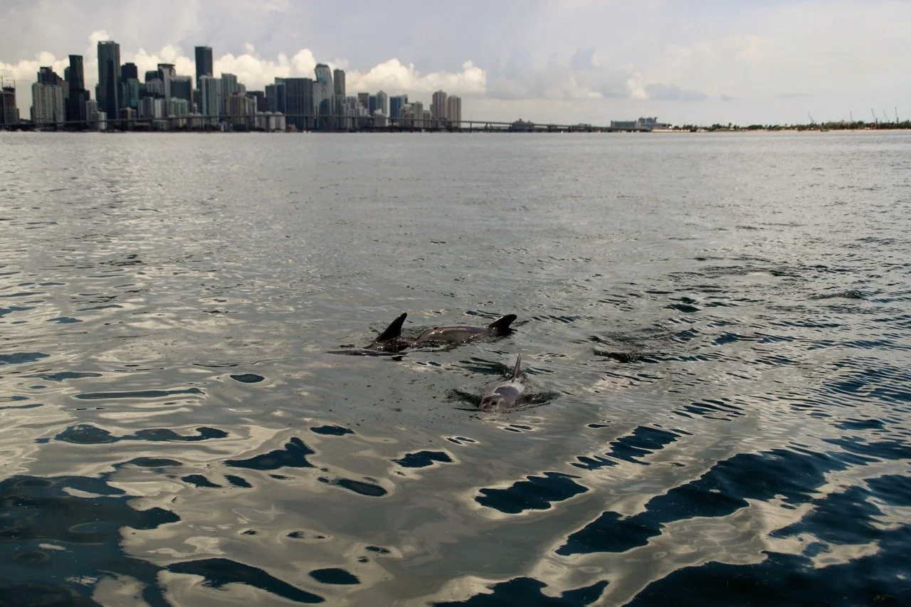 Destino Charters Miami Skyline Dolphins.jpeg