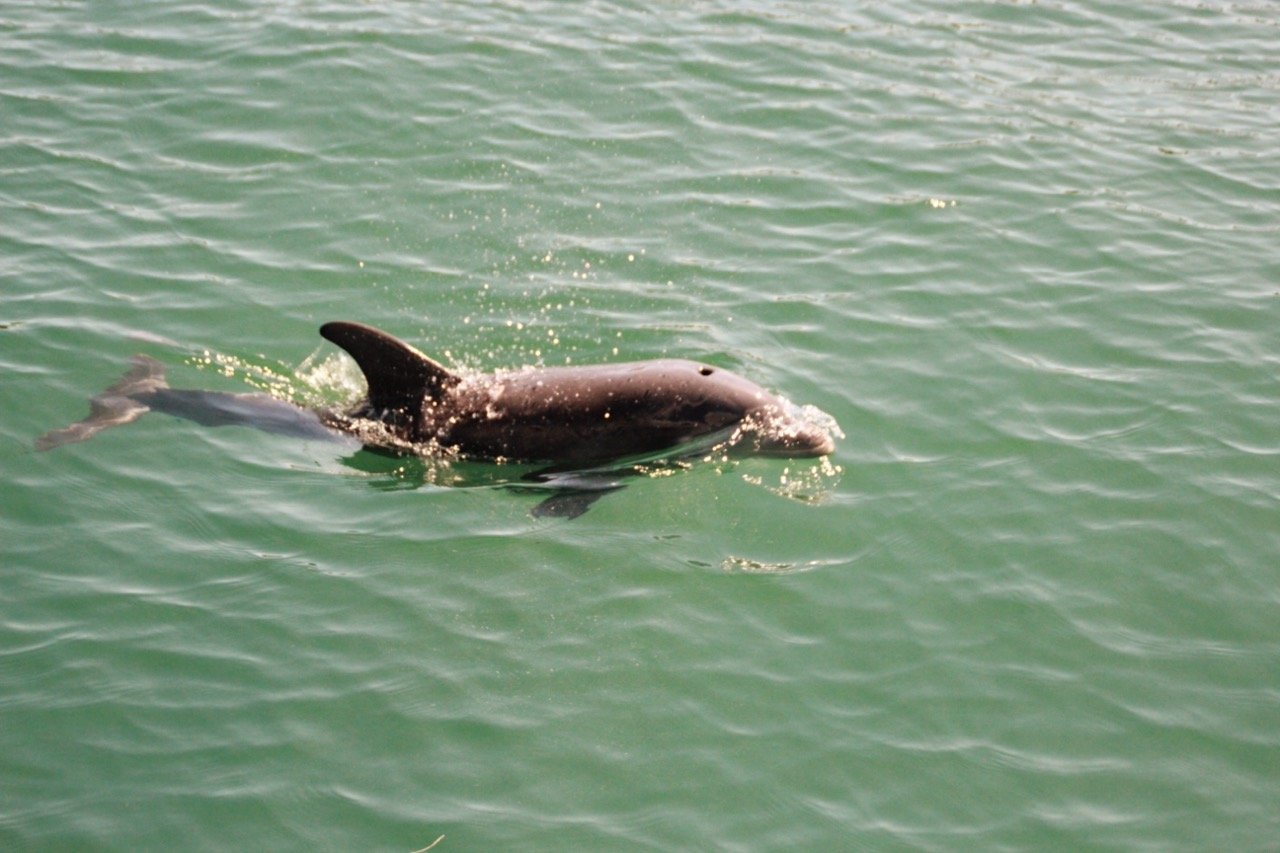 Destino Charters Miami Swimming with dolphins.jpeg
